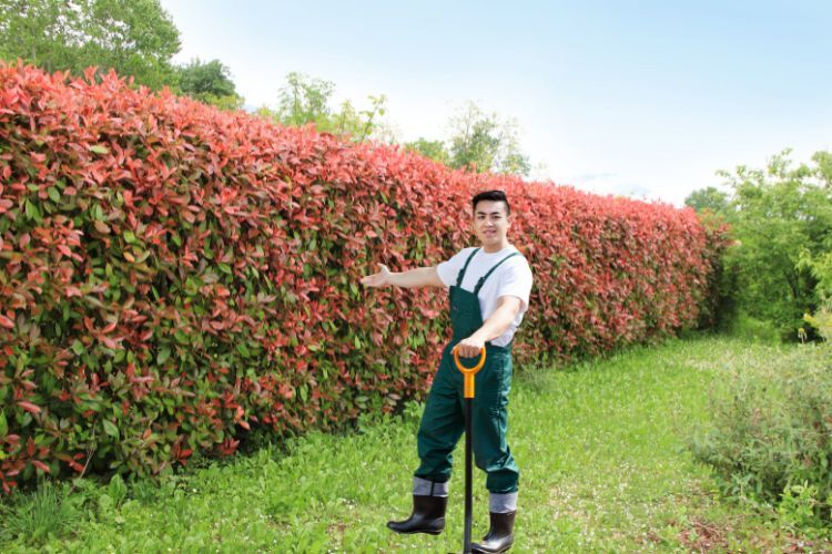 red robin hedge with gardener